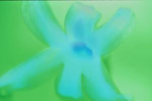 hyacinth1-bluegreen