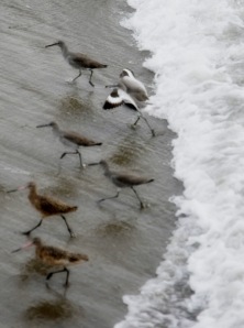 Sandpipers3